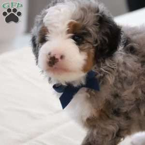 Jake, Mini Bernedoodle Puppy